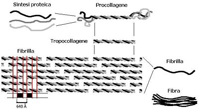 Schema riassuntivo della biosintesi del collagene