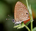 Common Lineblue (Prosotas nora) on Peristrophe paniculata W IMG 4175.jpg