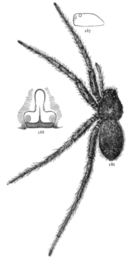 عنکبوت های مشترک ایالات متحده 186-8.png