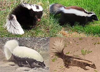 <span class="mw-page-title-main">Hog-nosed skunk</span> Genus of carnivores