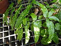 Coniogramme emeiensis - Lyman Plant House, Smith College - DSC04260.JPG