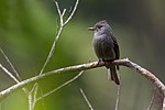 Thumbnail for Smoke-colored pewee