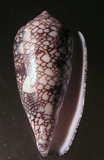 <i>Conus canonicus</i> species of mollusc