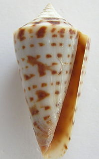 <i>Conus gradatus</i> species of mollusc