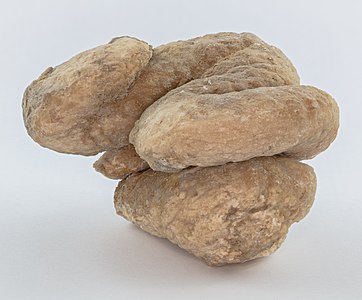 Coprolite (Calatayud, Spain)