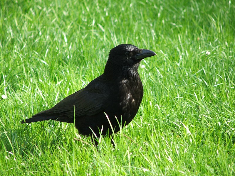 File:Corvus standing on grass.jpg