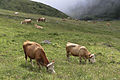 Cows in Schilttal at Schilthorn in 2012 August.jpg