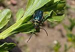 Miniatura para Trirhabda luteocincta