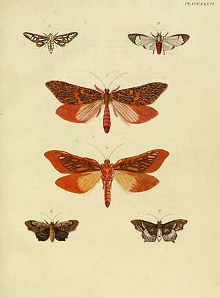 <i>Leto venus</i> Species of moth