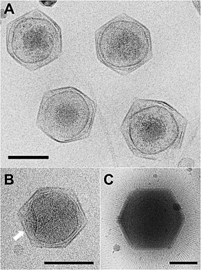 Cryo-EM images of the giant viruses CroV and APMV. (A) Cryo-electron micrograph of four CroV particles. (B) Single CroV particle with concave core depression (white arrow). (C) Single APMV particle. Scale bars in (A–C) represent 2,000 Å.