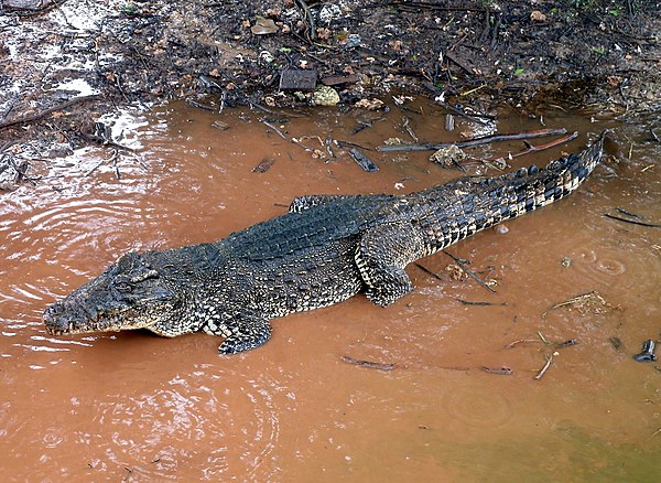 Cuban crocodile