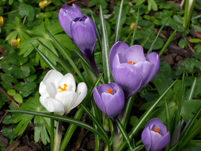 File:Crocus group.jpg