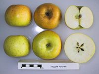 Cross section of Yellow Pitcher, National Fruit Collection (acc. 1966-040) .jpg