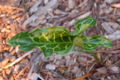 Arum italicum new leaf