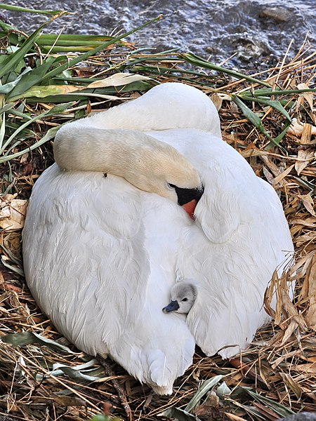 Para que no se congelen, Mamá Cisne los lleva en su espalda bajo las plumas calentitas.