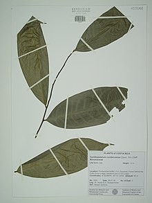 Gepresste Blätter von C. costaricense