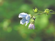 Cynoglossum virginianum var boreale 8-eheep (5097861502).jpg