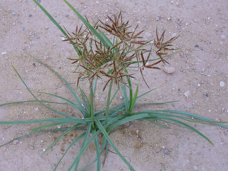 File:Cyperus rotundus Habitus 2010-7-11 LagunadelaMata.jpg