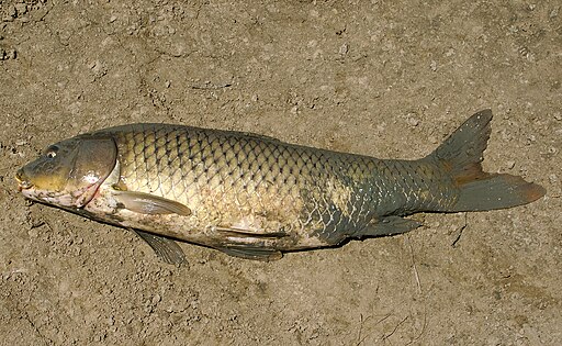 Cyprinus carpio carpio