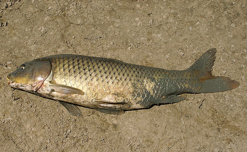 File:Cyprinus carpio carpio.jpg