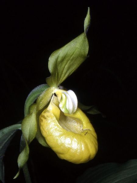 File:Cypripedium calceolus var. viridiflora Orchi 02.jpg