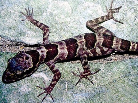 Tập_tin:Cyrtodactylus_phongnhakebangensis.jpg