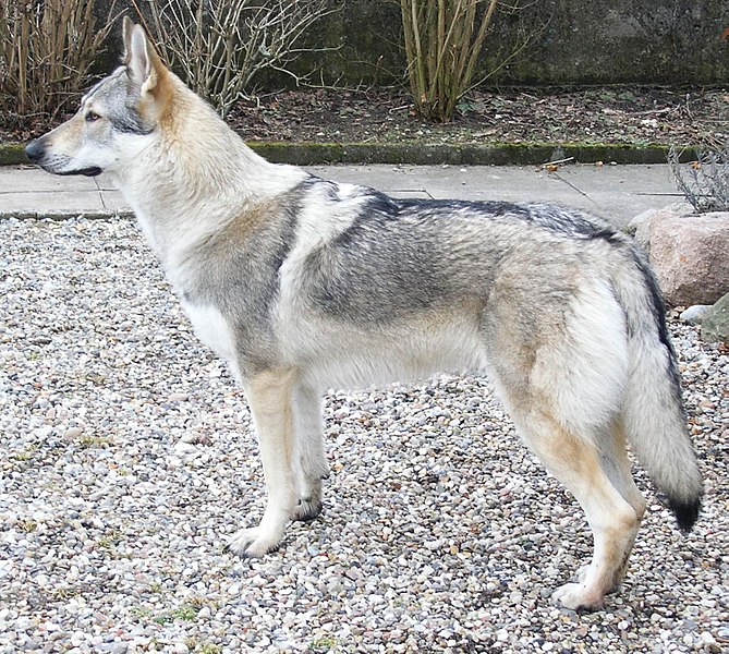 File:Czechoslovakian-wolfdog-profile big.jpg