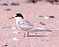 Thumbnail for New Zealand fairy tern