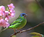 Dacnis cayana female1.jpg