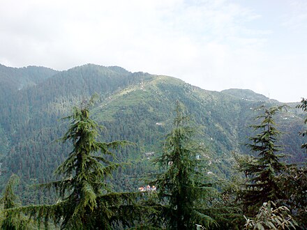 Himalayan Cedar trees at Dalhousie