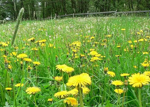 Dandelion field