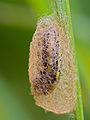 Day-flying Moth (Heterogynis sp., yerayi ?) cocoon with caterpillar (14166234440).jpg