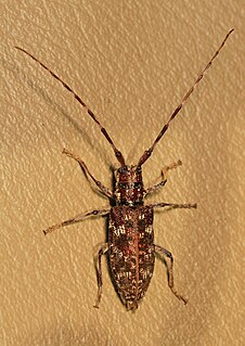 <i>Monochamus clamator</i> Species of beetle