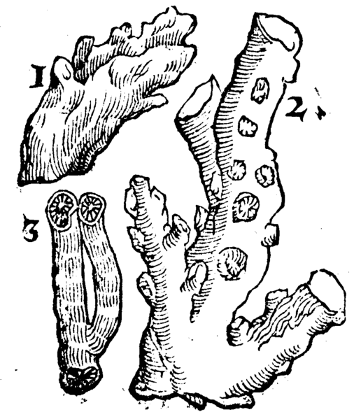 File:De rerum fossilium-132v.png