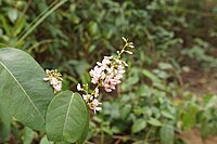 D. trifoliata, mangrovederris