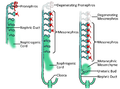 Development of kidney in mammals.