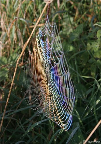 File:Dewbow on a spiderweb.jpg