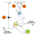 Microcircuitos del cerebelo. Las sinapsis excitatorias se indican con (+) y las sinapsis inhibitorias con (-). Célula en cesta etiquetada BC.