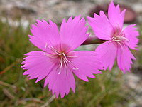 Dianthus sylvestris