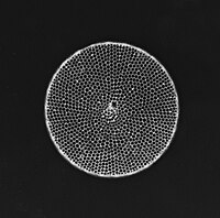 Diatomee - Diatom (fotoalbom) - Talassiosira sp. - 400x (14281808022) .jpg