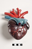 Didactic model of an amphibian heart. Didactic model of an amphibian heart-FMVZ USP-14.jpg