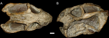 Diictodon skull taphonomy (cropped).png