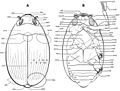 Miniatura Pokrywy (entomologia)