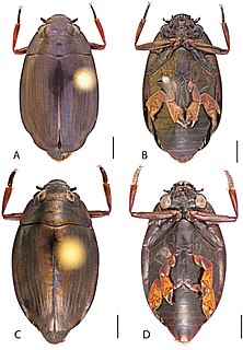 <i>Dineutus nigrior</i> Species of beetle