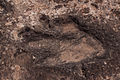 Dinosaur tracks (19478382475).jpg