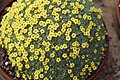 Dionysia 'Ahmed' (category)