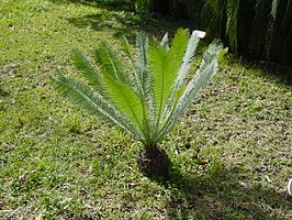 Mexicaanse palmvaren