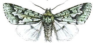 <i>Diphtherocome</i> Genus of moths