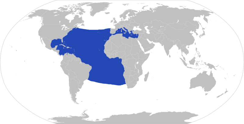 File:Distribution of Tremoctopus violaceus.png