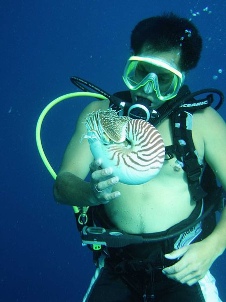 File:Diver and nautilus.jpg